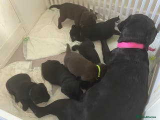 Labrador Retriever dogs Ready to leave Two Beautiful show Labrador Boys - Advert 9
