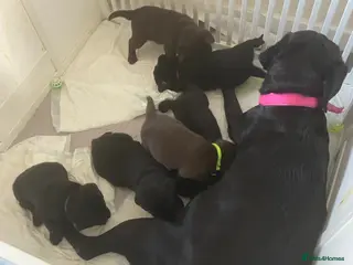 Labrador Retriever dogs Ready to leave Two Beautiful show Labrador Boys - Advert 18