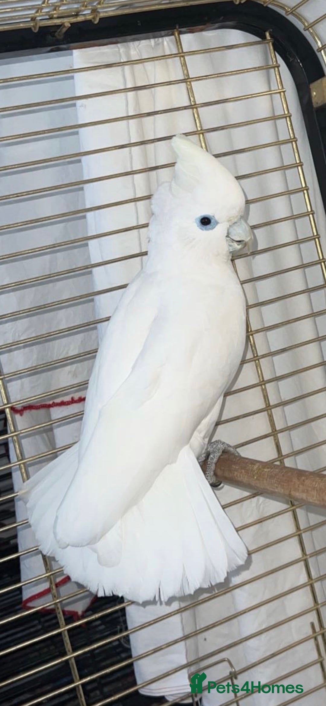 Gallery Image {{count}}