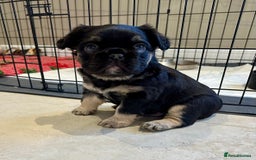 French Bulldog dogs for sale: Visual Fluffy French Bulldogs x 4 Male - Advert 24