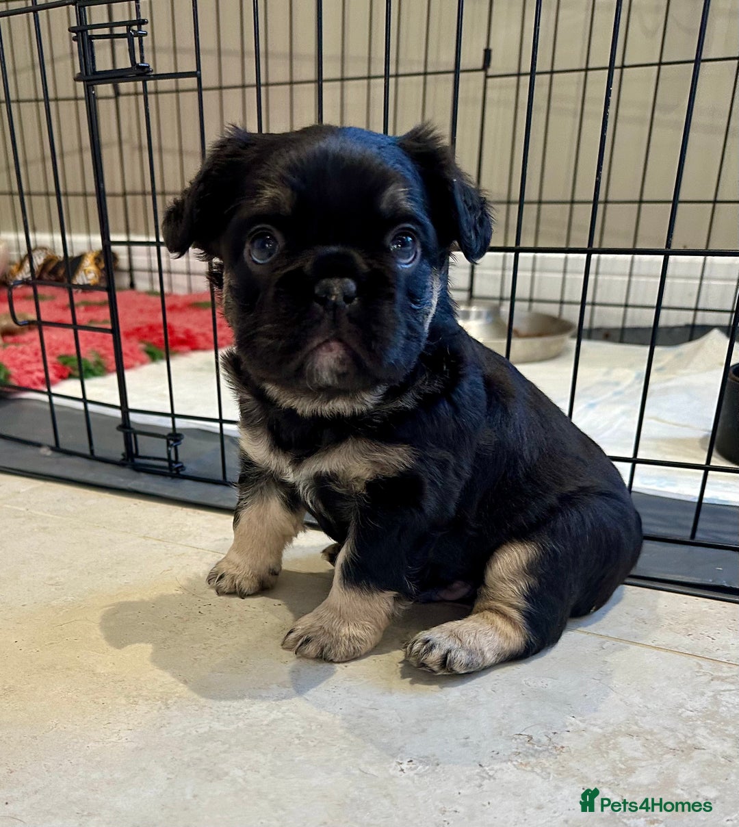 French Bulldog dogs for sale: Visual Fluffy French Bulldogs x 4 Male - Advert 24