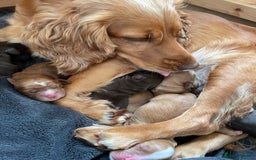 Cocker Spaniel dogs for sale: Working Cocker Spaniels  - Image 8