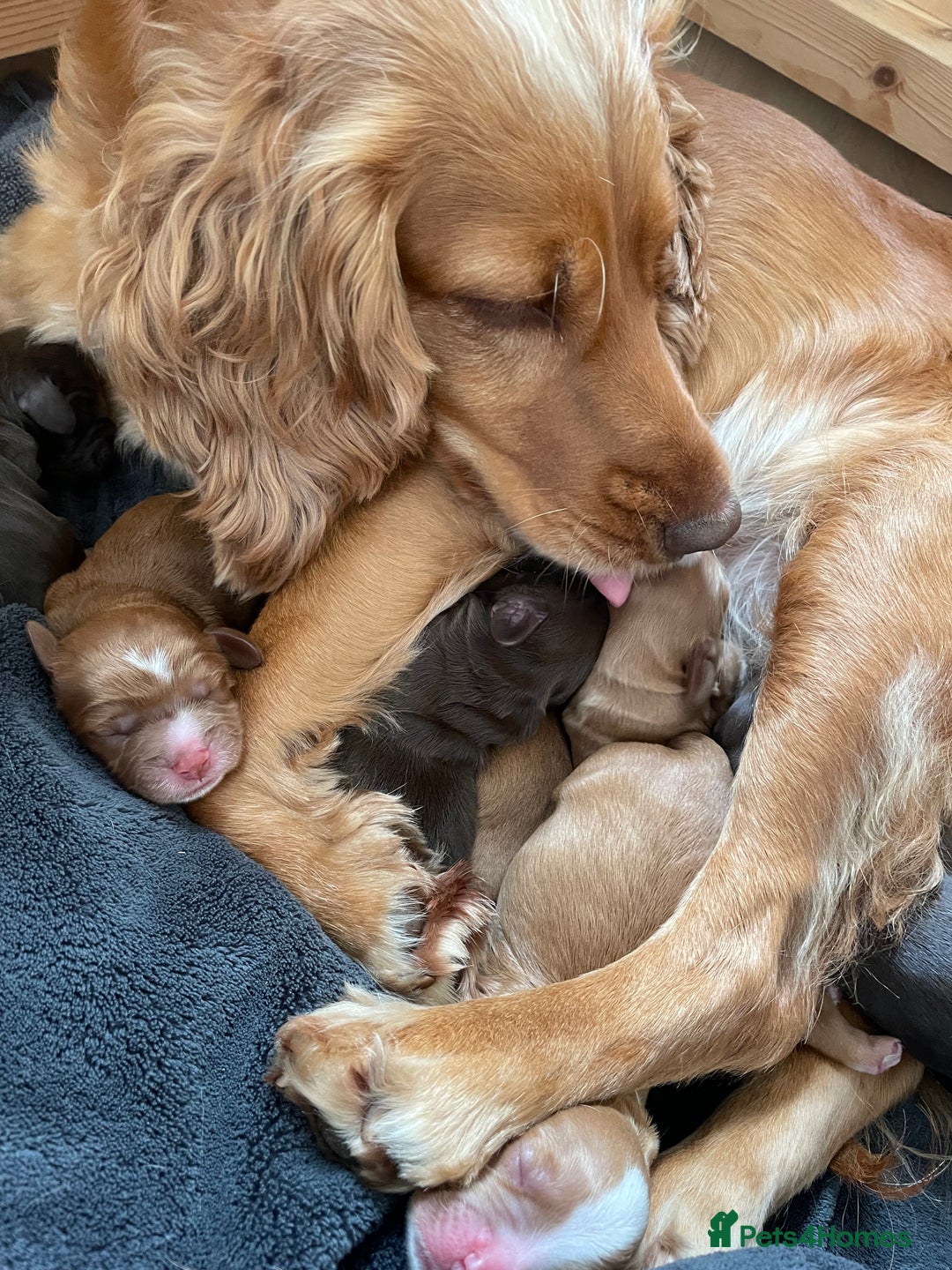 Cocker Spaniel dogs for sale: Working Cocker Spaniels  - Image 8