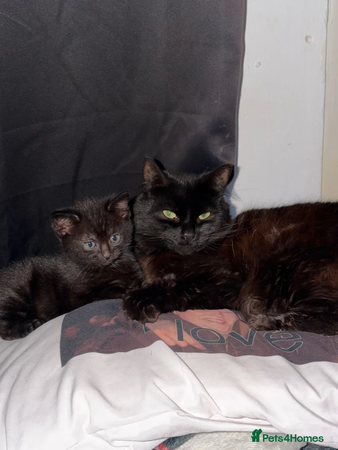 Mixed Breed cats for sale: Kittens  - Advert 7