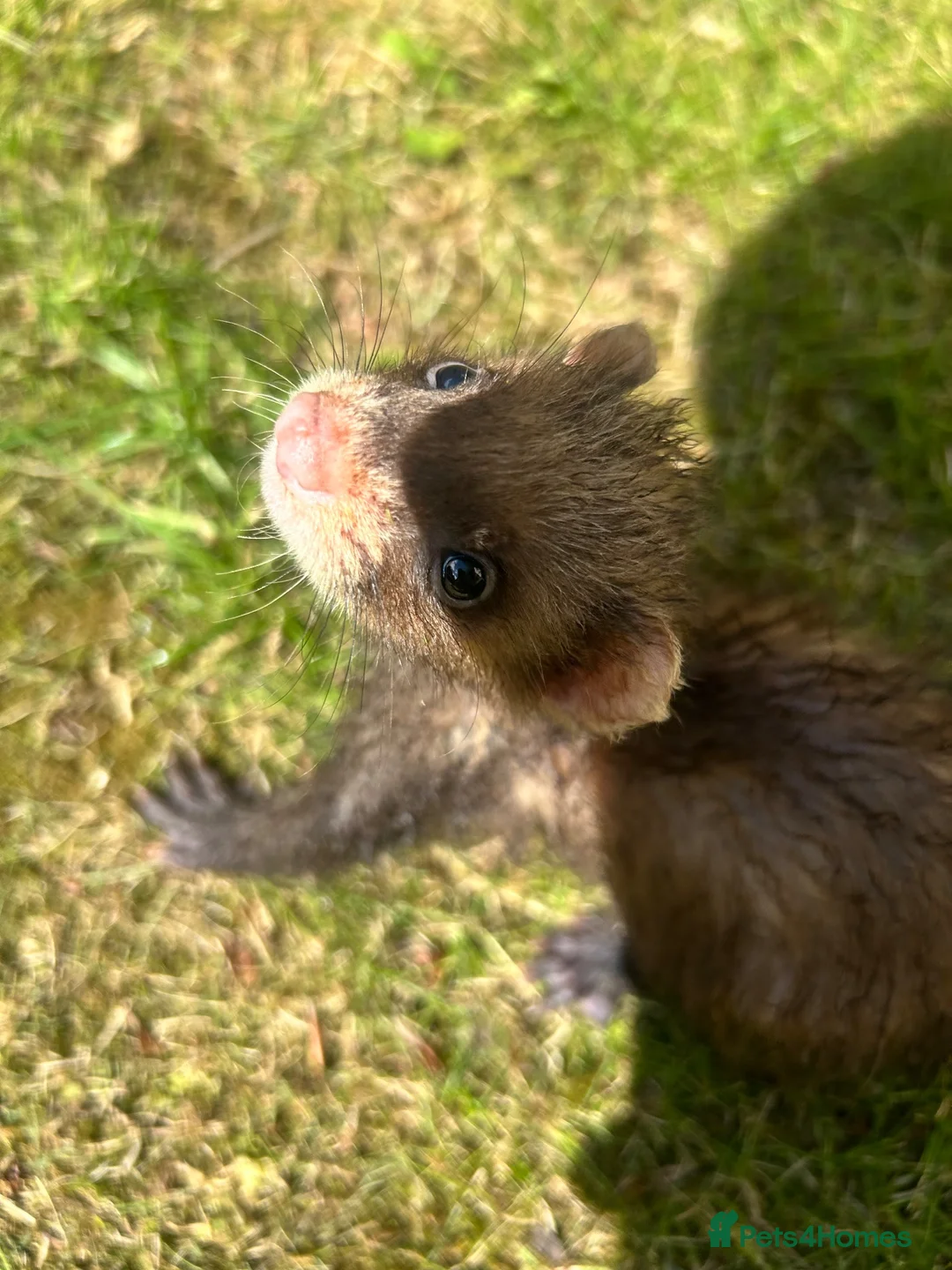 Ferret rodents for sale: baby boy Ferrets - Advert 2