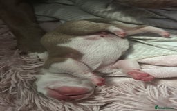 Mixed Breed dogs for sale: 2 beautiful pups (only the boy left) - Image 10