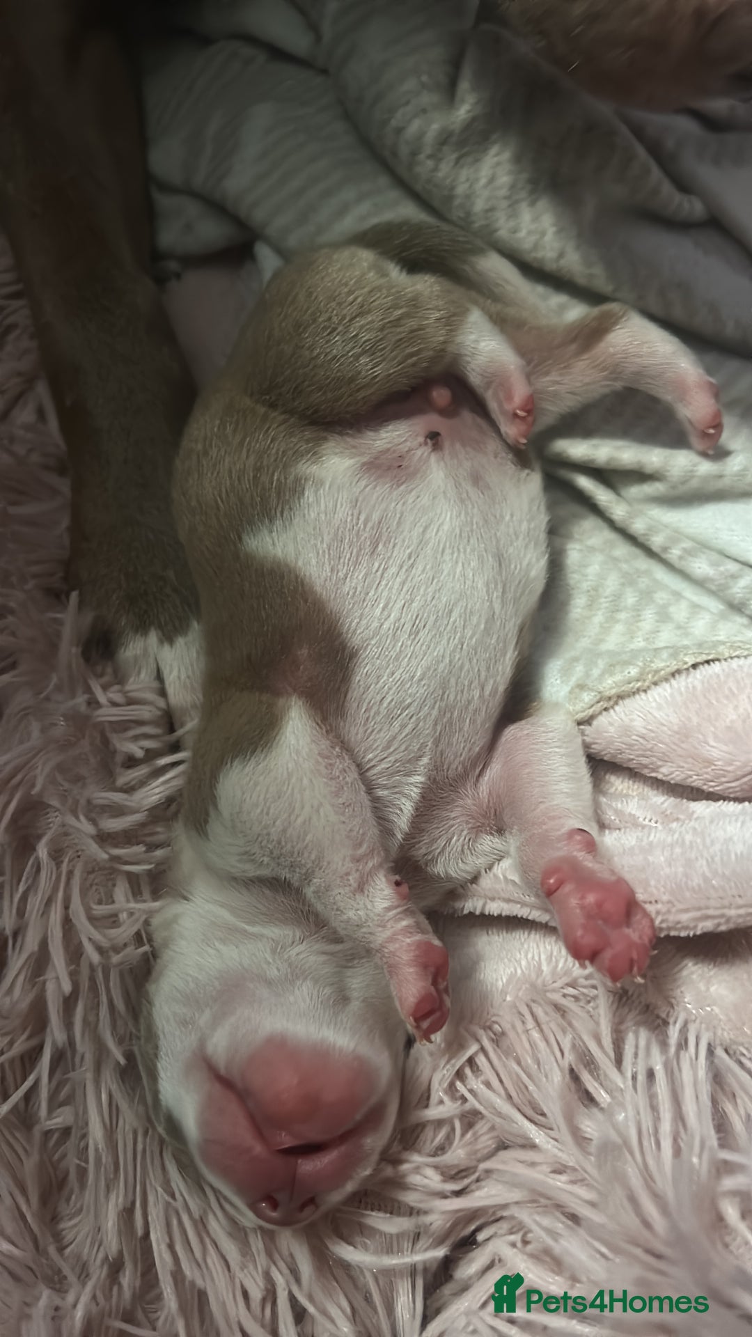 Mixed Breed dogs for sale: 2 beautiful pups (only the boy left) - Image 10