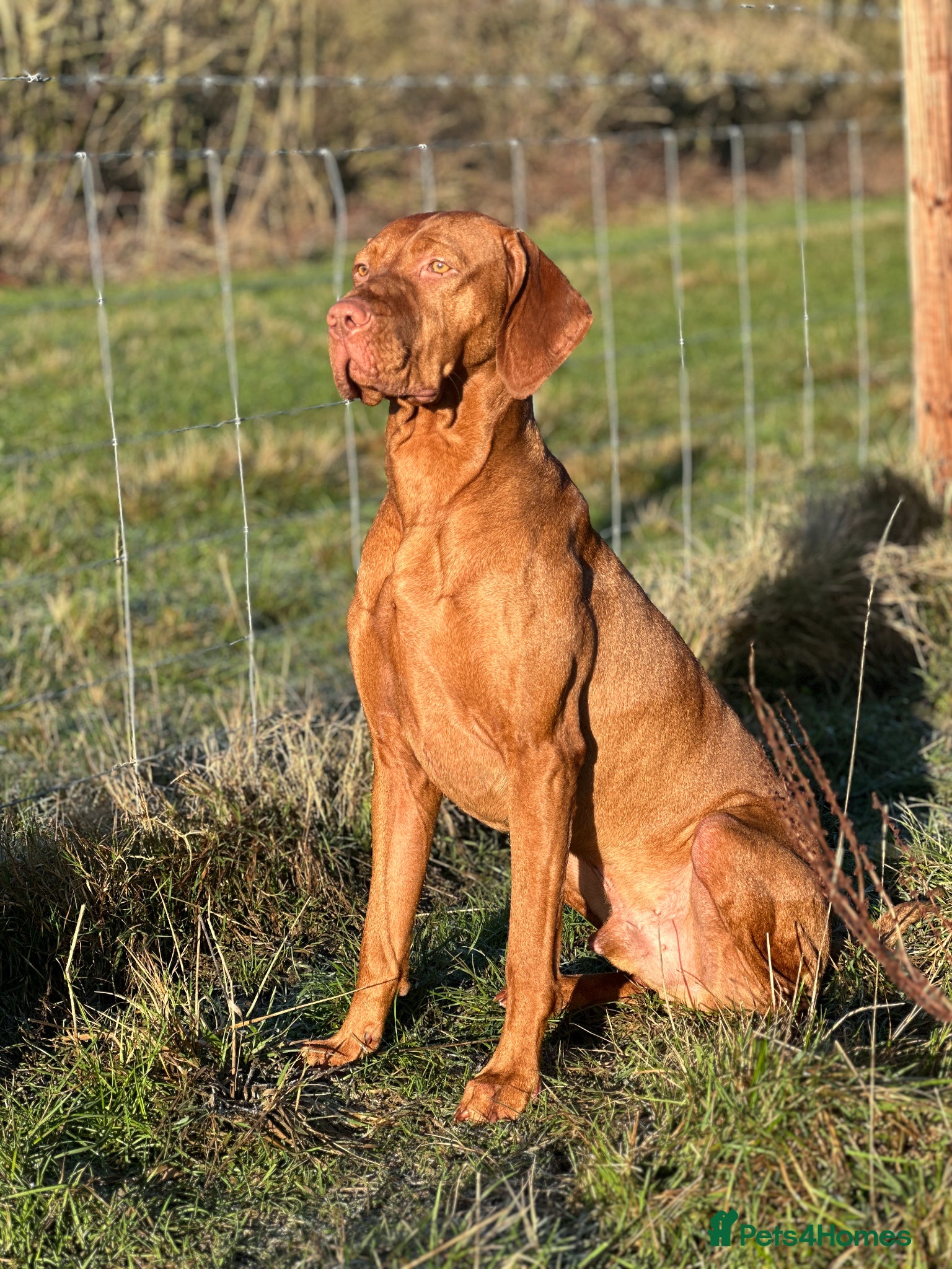 Hungarian Vizsla dogs Exceptional Pedigree Hungarian Vizsla Puppies - Advert 1