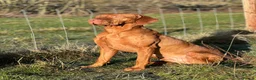 Hungarian Vizsla dogs for sale: Exceptional Pedigree Hungarian Vizsla Puppies - Advert 1