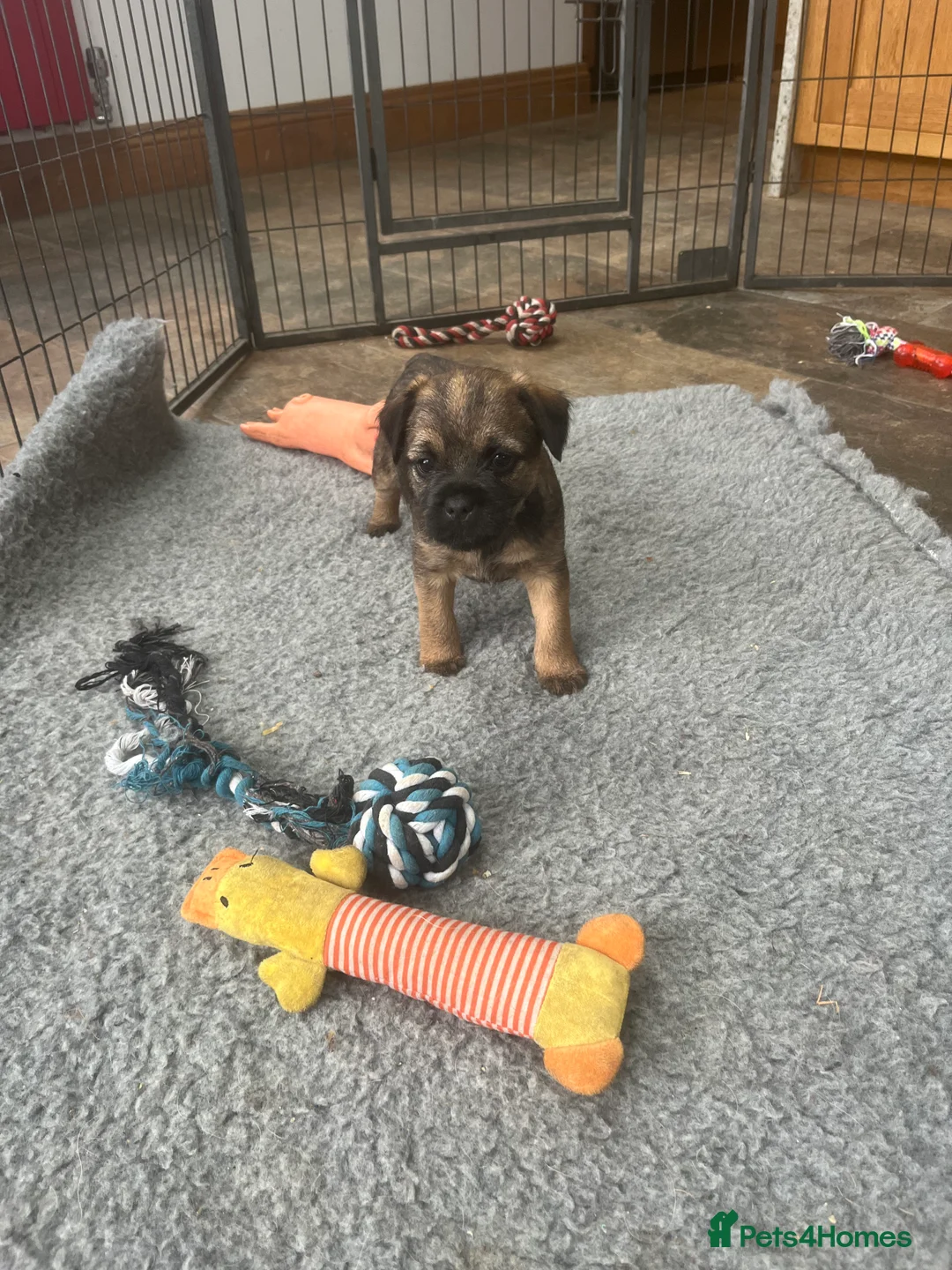 Border Terrier dogs for sale: Beautiful Border Terrier puppies  - Advert 7