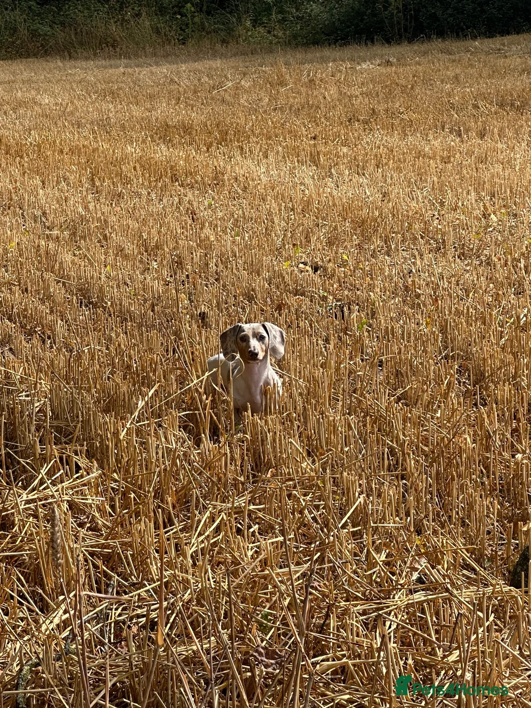 Dachshund dogs for sale: Tudsley family pet in Wolverhampton - Advert 2