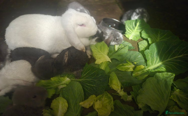 French Lop rabbits Long-Haired Pedigree French Lop GIANTS Elite Giant - Advert 1