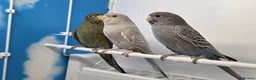 Budgerigars birds for sale: Stunning Budgies, various colors & Mutations - Advert 12
