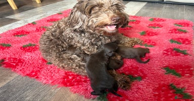 Mixed Breed dogs - Advert 15