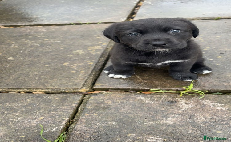 Borador dogs - Advert 1