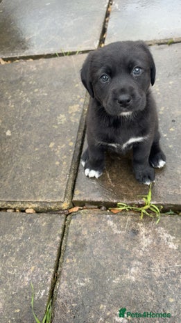 Borador dogs - Advert 12