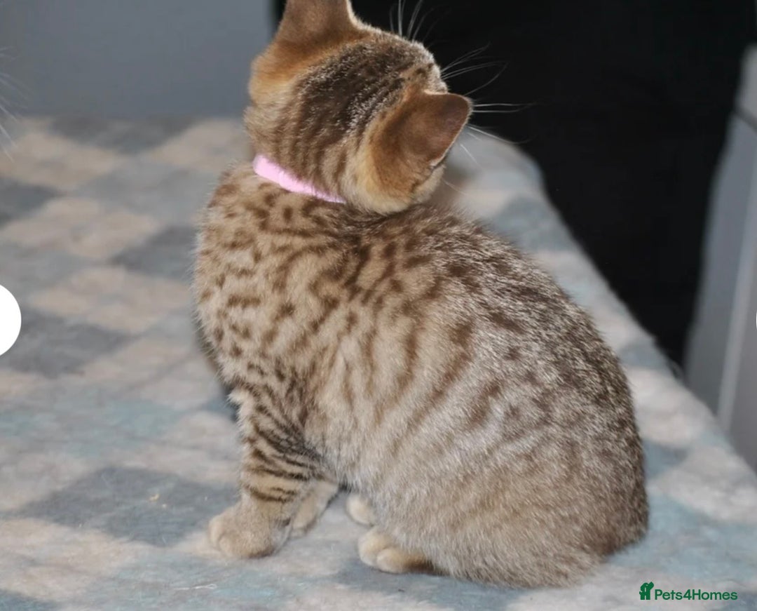 British Shorthair cats for sale: Female British shorthair kitten - Advert 2