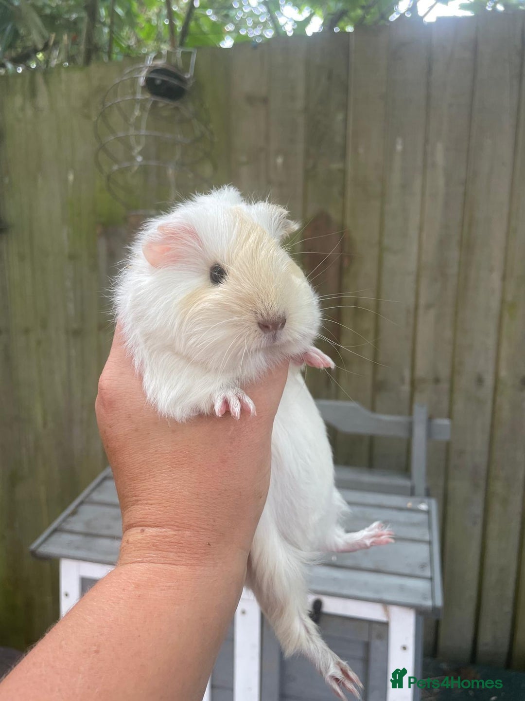 Guinea Pig rodents for sale: Peruvian cross Silkie baby gunieapigs  - Image 6