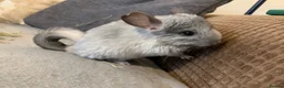 Chinchilla rodents for sale: Chinchilla kits in Brampton - Advert 4