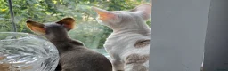 Devon Rex cats for sale: READY NOW Super loving Devon Rex - Advert 15