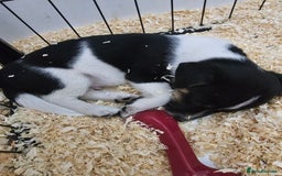 Jack Russell dogs for sale: Stunning Jack Russell ( smooth coat ) - Image 20