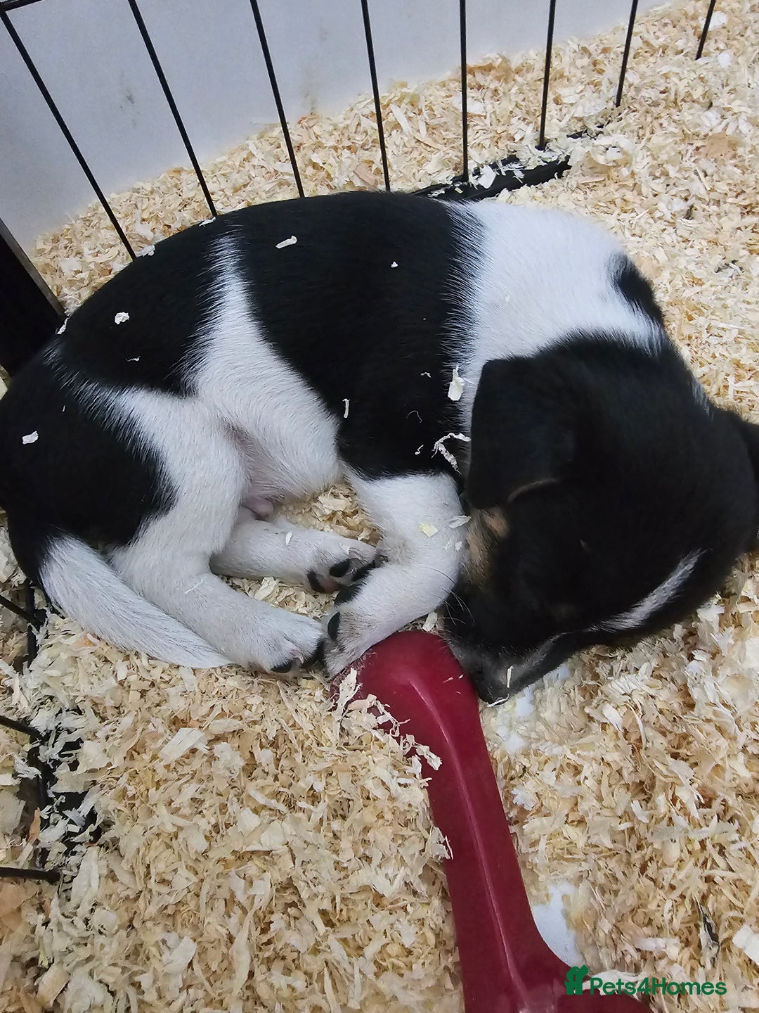 Jack Russell dogs for sale: Stunning Jack Russell ( smooth coat ) - Image 20