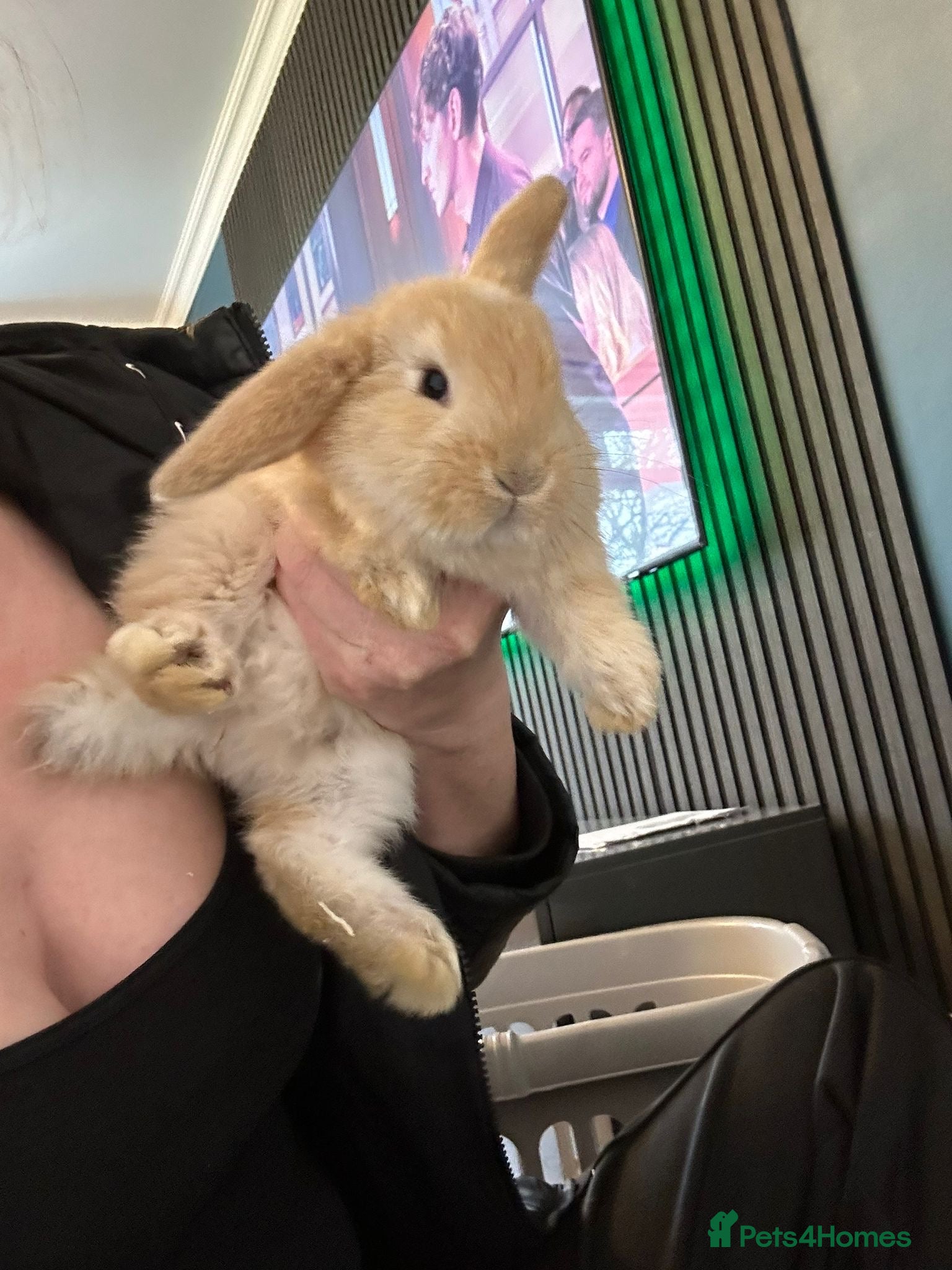 Mixed Breed rabbits Giant x bunny’s - Advert 18