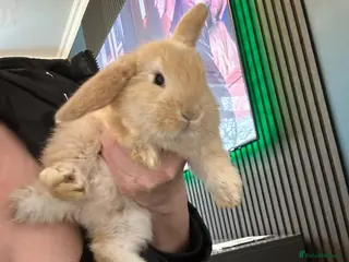 Mixed Breed rabbits Giant x bunny’s - Advert 18