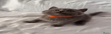 British Shorthair 4