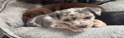 Jack Russell dogs for sale: Beautiful litter of Jack Russell Puppies - Advert 8