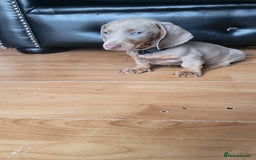 Dachshund dogs for sale: Isabella dachshund puppies for sale! - Image 14