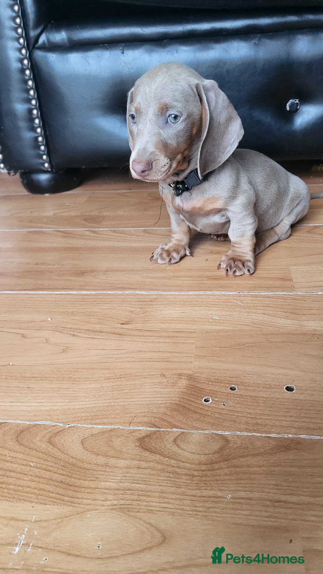 Dachshund dogs for sale: Isabella dachshund puppies for sale! - Image 14