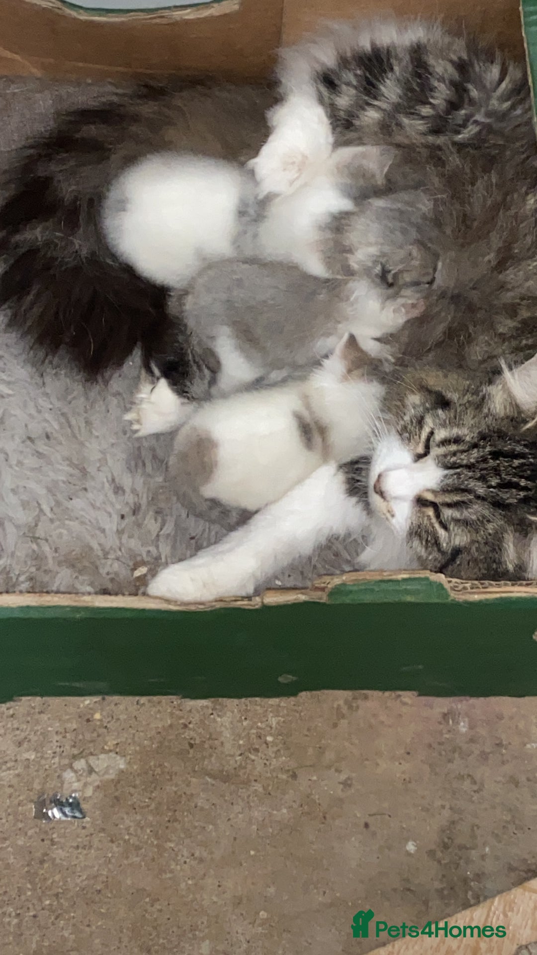 British Longhair cats for sale: Lovely Kittens - Advert 2