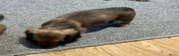 Miniature Dachshund dogs for sale: Cream dapple boy and shaded red girl - Advert 15
