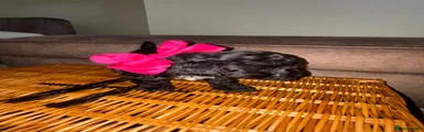 Jackapoo Puppy 5