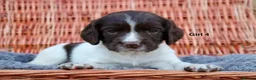 English Springer Spaniel dogs for sale: 1 boy left. Heath Tested Springer Spaniel Pups - Advert 30