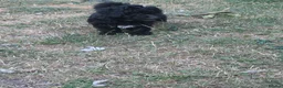Poochon dogs for sale: 2 beautiful poochon puppys black n white for sale  - Advert 8