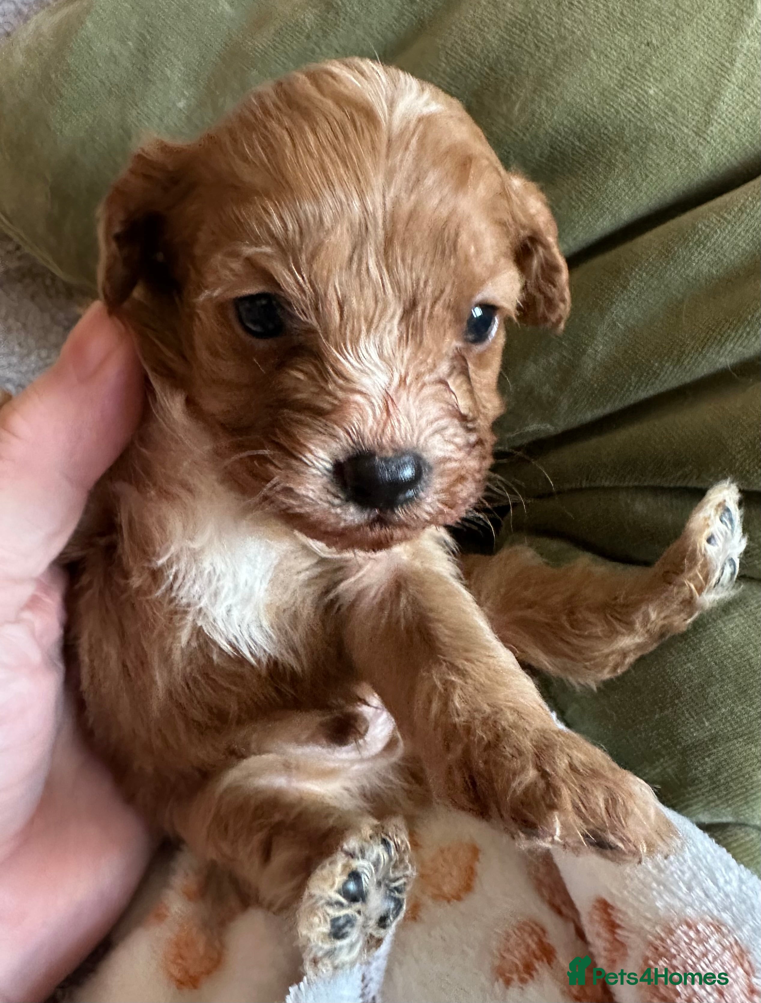 Cavapoo dogs Cavapoo Puppies - Advert 2