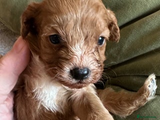 Cavapoo dogs Cavapoo Puppies - Advert 2