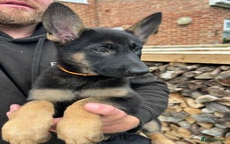 Mixed Breed dogs for sale: Czech shepherd x Belgium malinois - Image 22