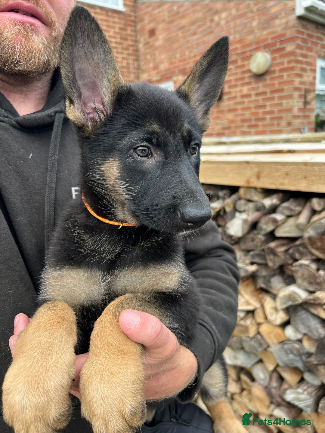 Mixed Breed dogs for sale: Czech shepherd x Belgium malinois - Image 22