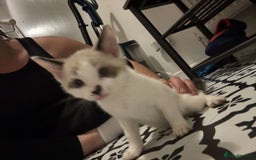 Domestic Shorthair cats for sale: 2 Male 2 female kittens  - Image 14