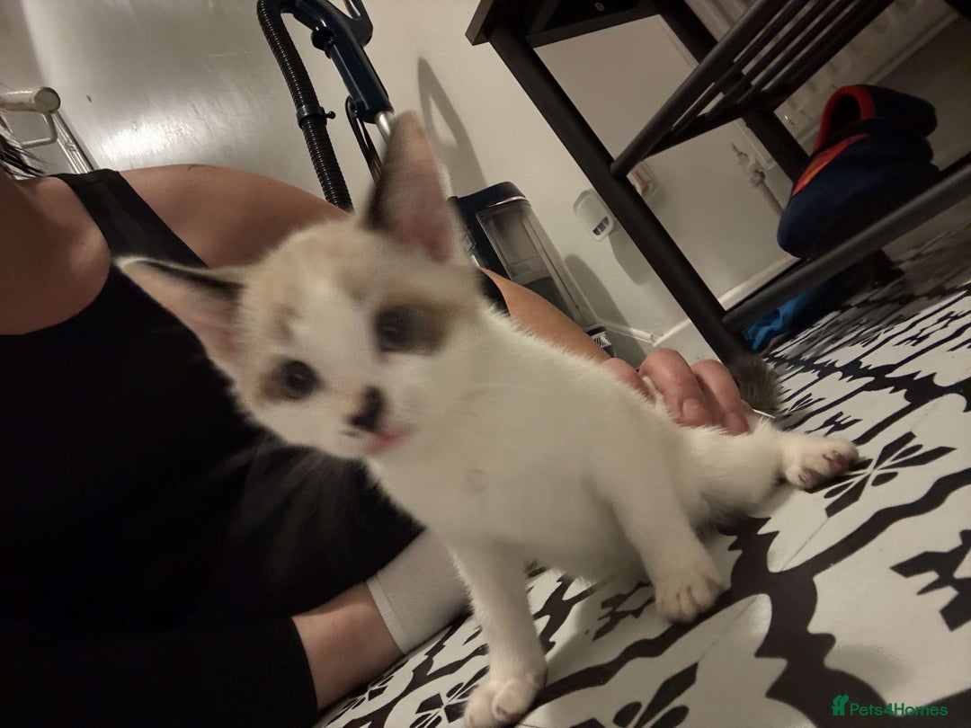 Domestic Shorthair cats for sale: 2 Male 2 female kittens  - Image 14