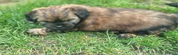 Shih Tzu dogs for sale: Pupies for sold. - Advert 10