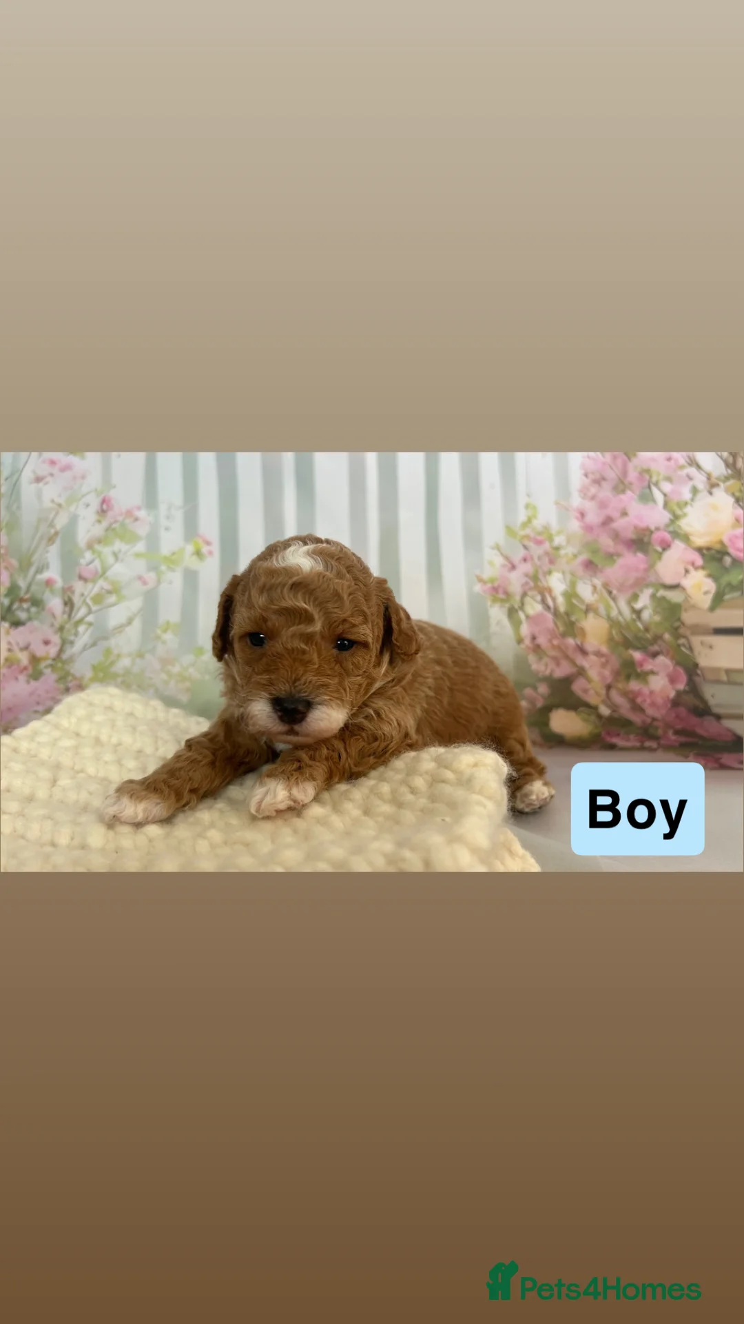 Toy Poodle dogs for sale: Outstanding Toy Poodles - KC registered in Wigston - Advert 11