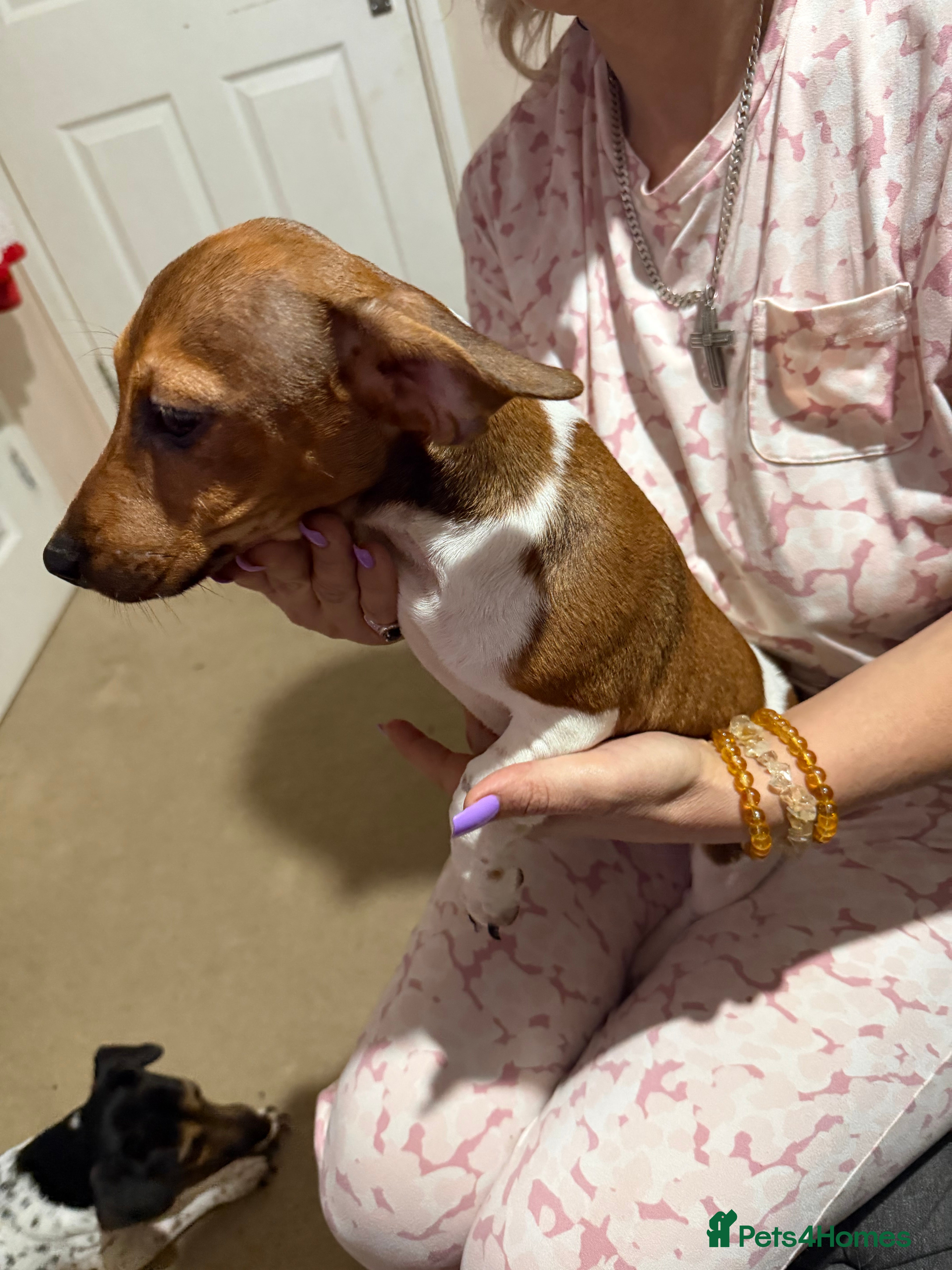 Jack Russell dogs Last Jack Russel Puppy left READY TO GO - Advert 9