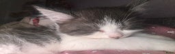Mixed Breed cats for sale: One girl white with black/grey markings - Advert 6