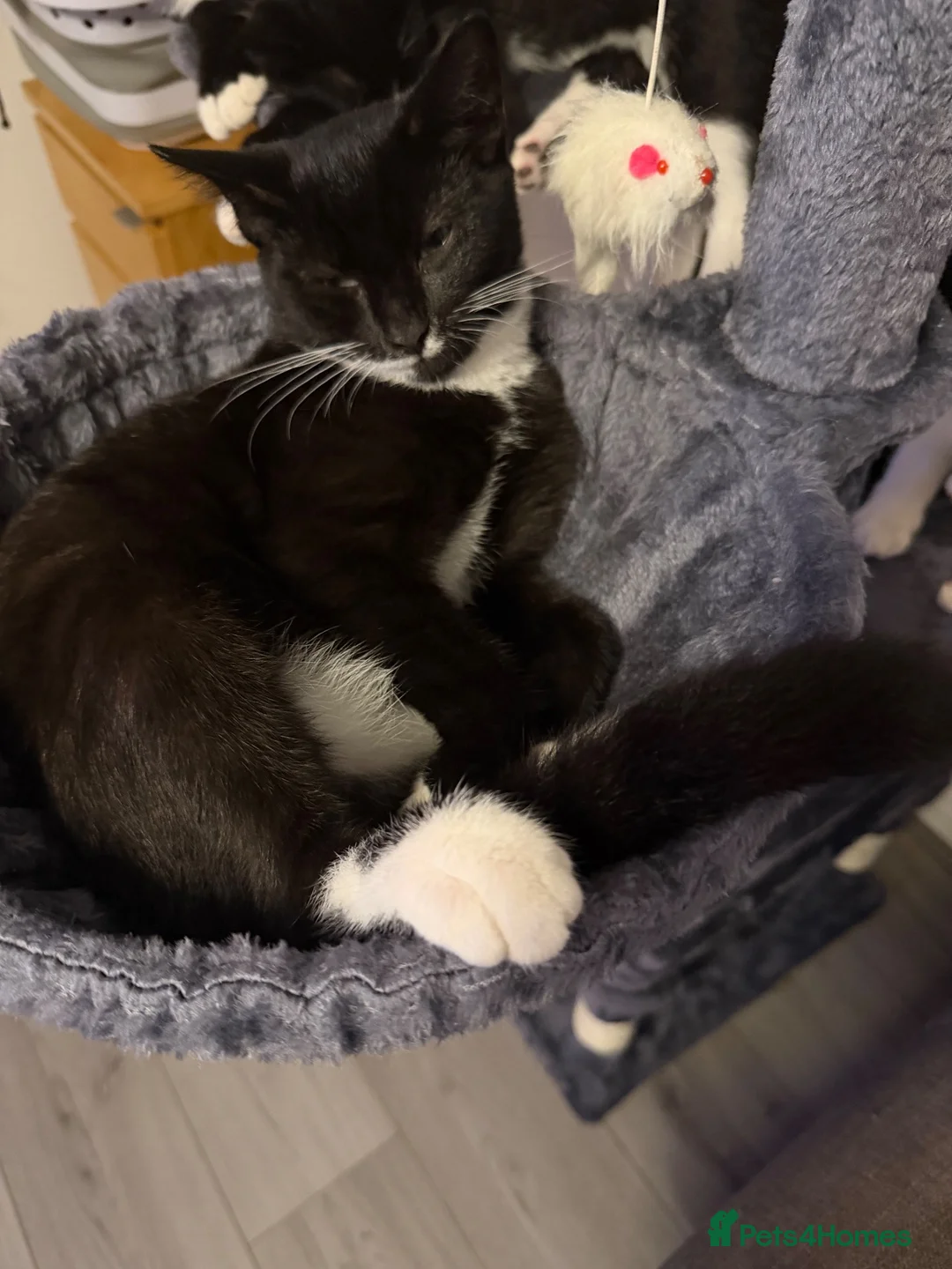 Mixed Breed cats for sale: Mixed breed 18 week cats  - Advert 8