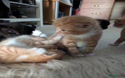 British Shorthair cats for sale: Kittens from loving country cottage home - Image 7