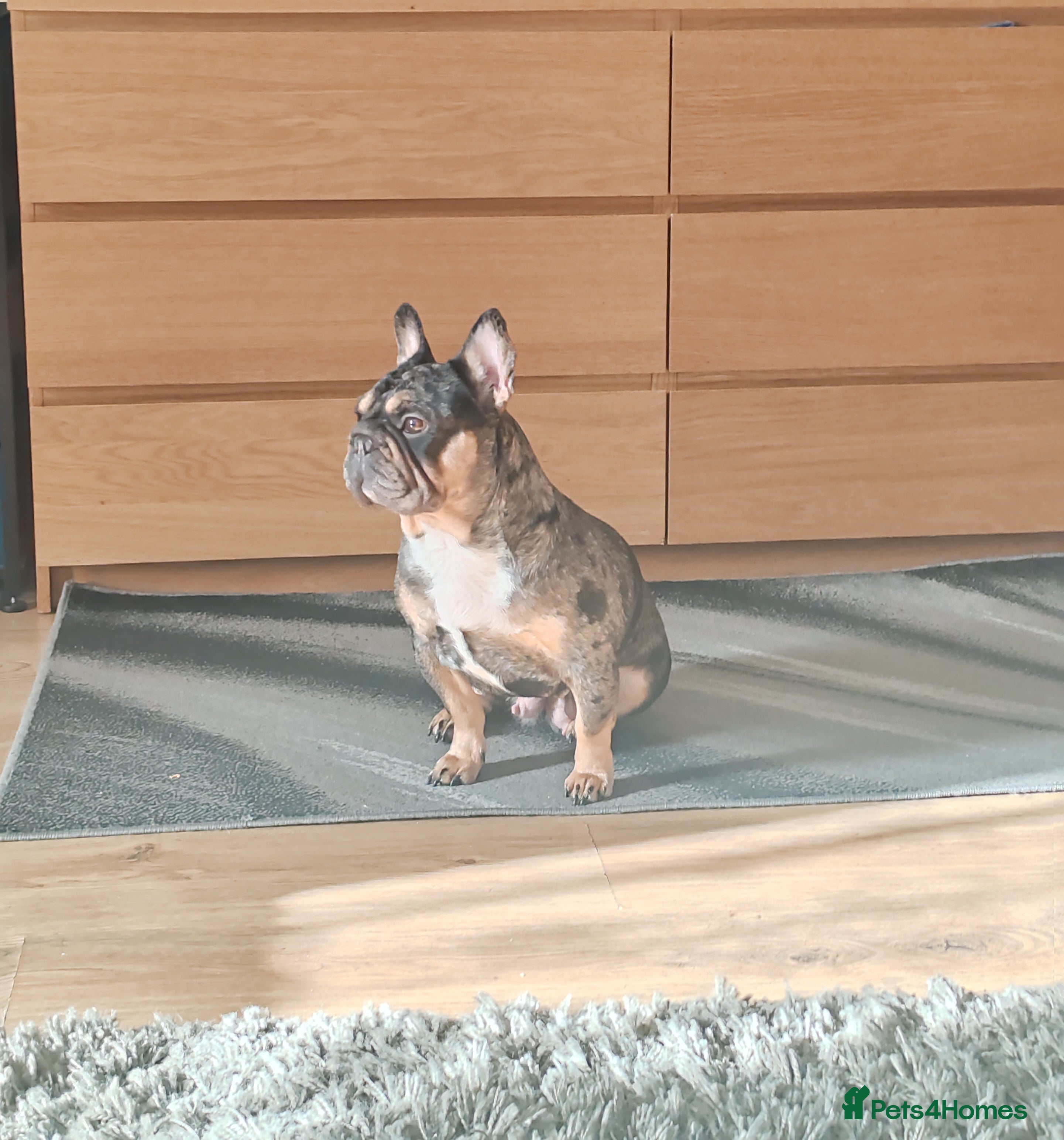 French Bulldog dogs Loving Home Needed – 2 Year Old French Bulldog - Advert 12